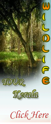Wildlife Tour in Kerala